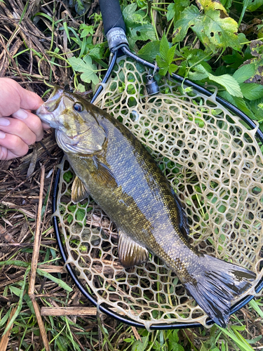 スモールマウスバスの釣果