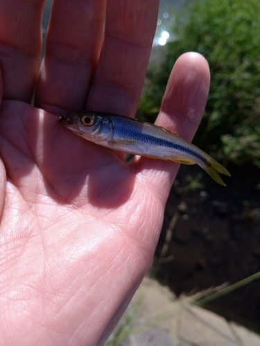 カワムツの釣果