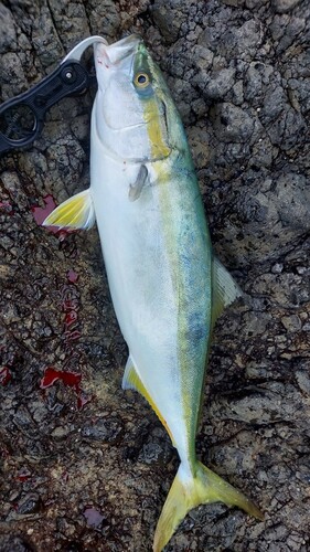 ワラサの釣果