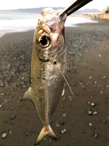 メアジの釣果