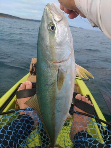 ヒラマサの釣果