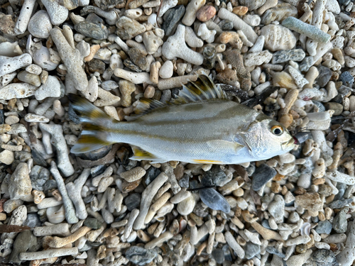 コトヒキの釣果