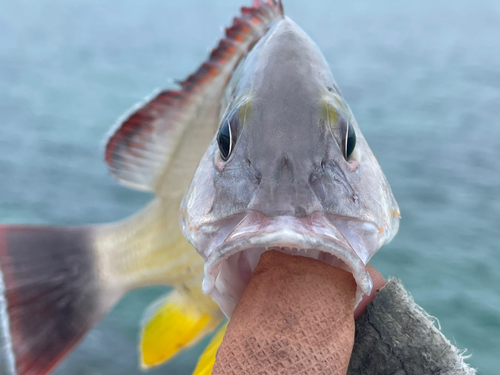 オキフエダイの釣果