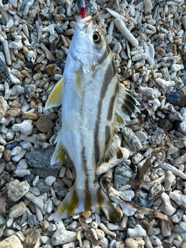 コトヒキの釣果