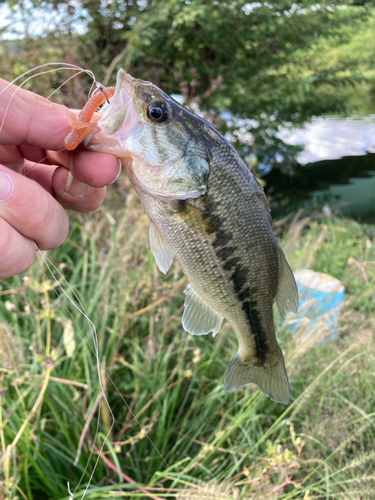 ラージマウスバスの釣果