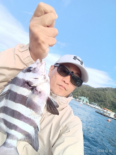 イシダイの釣果