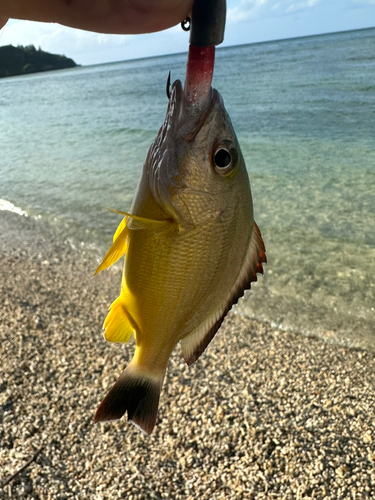 ビタローの釣果