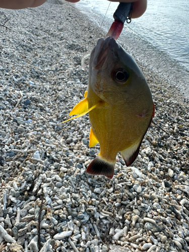 ビタローの釣果