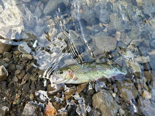 ニジマスの釣果