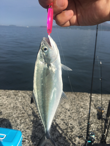 イケカツオの釣果