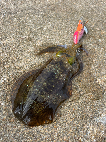 コウイカの釣果