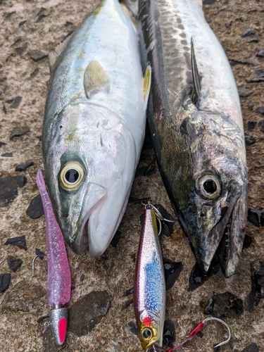 ツバスの釣果