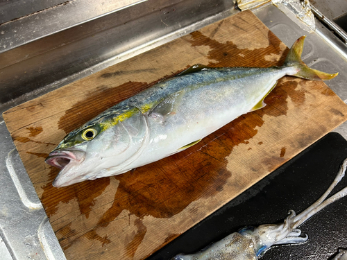 ハマチの釣果