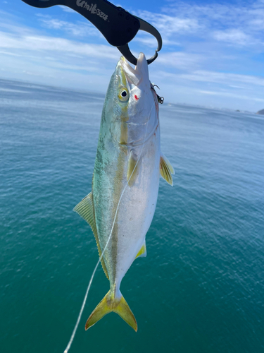 イナダの釣果