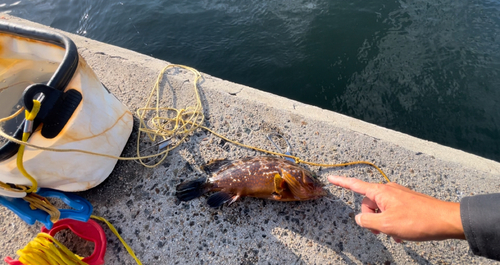 アコウの釣果