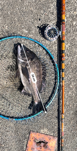 クロダイの釣果