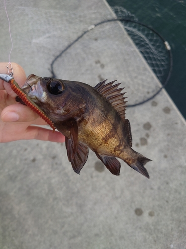 メバルの釣果