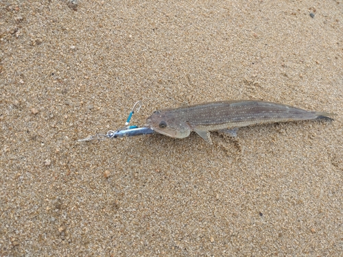 エソの釣果