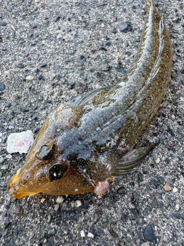 メゴチの釣果