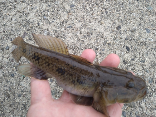 ウロハゼの釣果