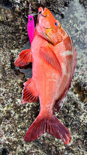 ヒメフエダイの釣果