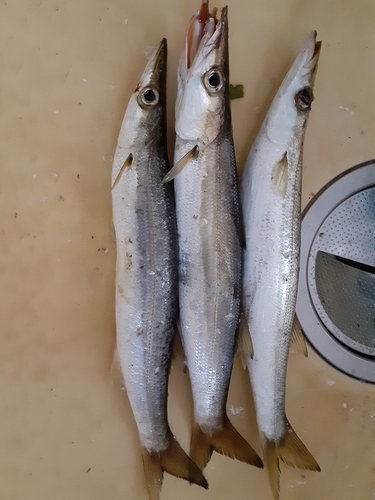 カマスの釣果