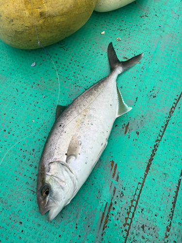 ショゴの釣果