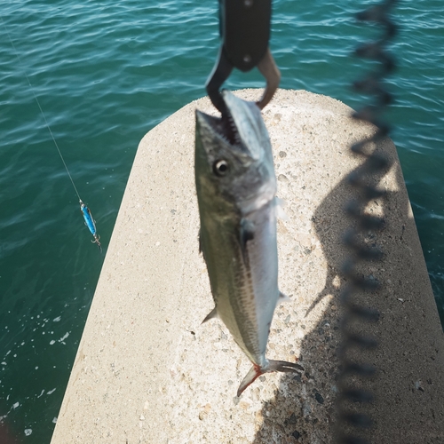 サゴシの釣果