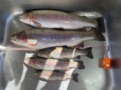 ニジマスの釣果