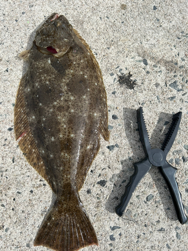 ヒラメの釣果