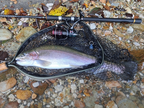 ニジマスの釣果