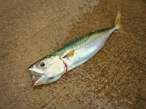 サバの釣果