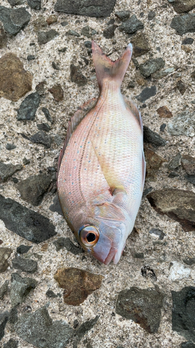 タイの釣果