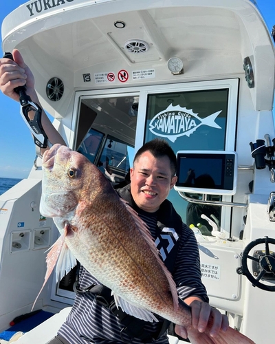 マダイの釣果