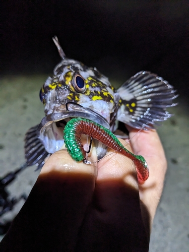 オウゴンムラソイの釣果