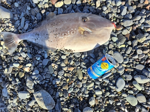 オオモンハタの釣果