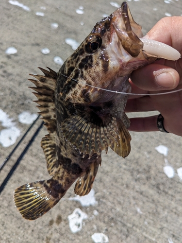 タケノコメバルの釣果