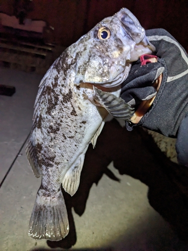 クロソイの釣果