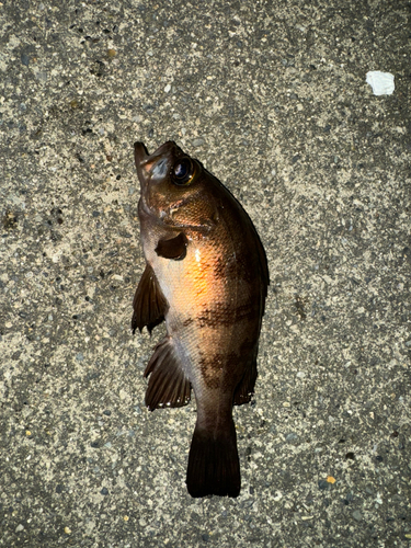 メバルの釣果