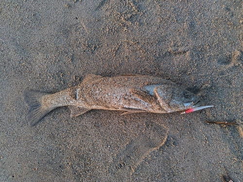 スズキの釣果