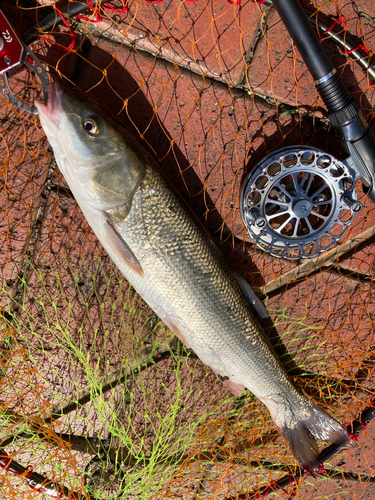 マルタウグイの釣果