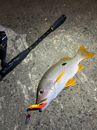 クロホシフエダイの釣果