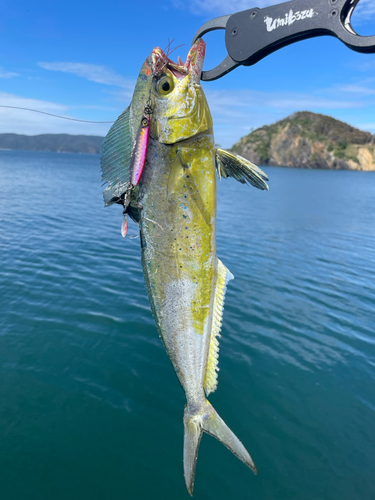 シイラの釣果