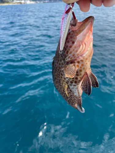 オオモンハタの釣果