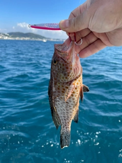 オオモンハタの釣果