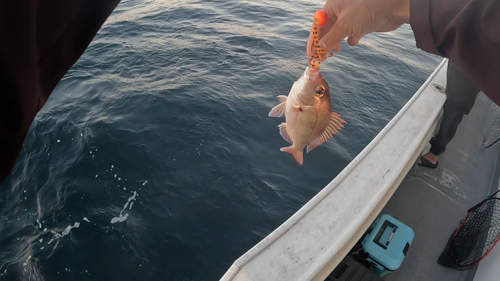 マダイの釣果