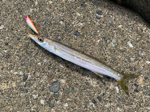 アカカマスの釣果