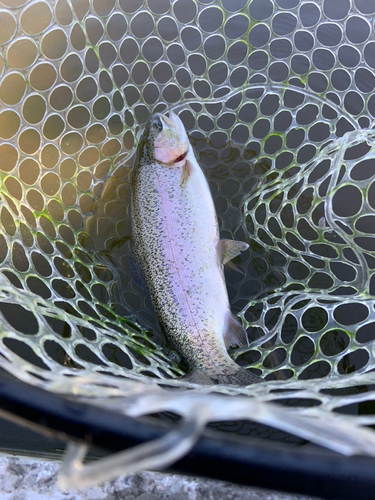 ニジマスの釣果