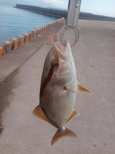 ネリゴの釣果