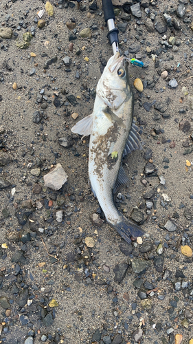 スズキの釣果